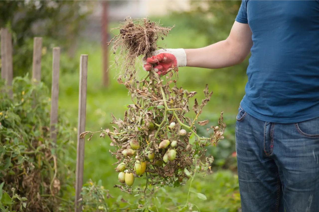 Blight Resistant Tomatoes